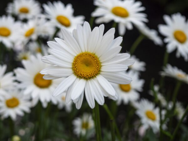 Aroma-boutic fleur camomille huile essentielle